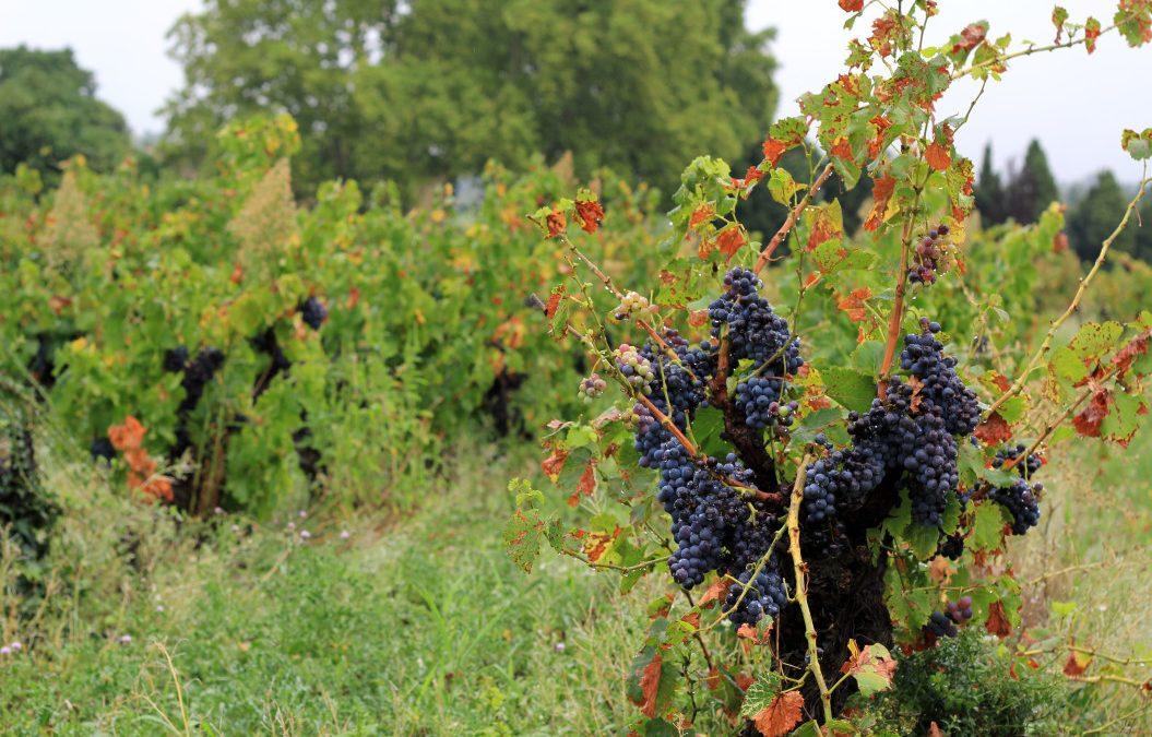 Les meilleurs plats pour accompagner un Chateauneuf-du-Pape